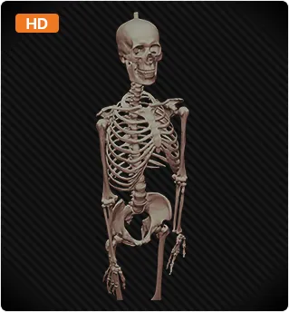 Eva Light Human Skeleton